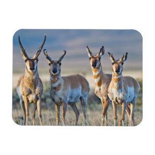 Íman EUA, Wyoming, 4 pronghorn antelopes dólares