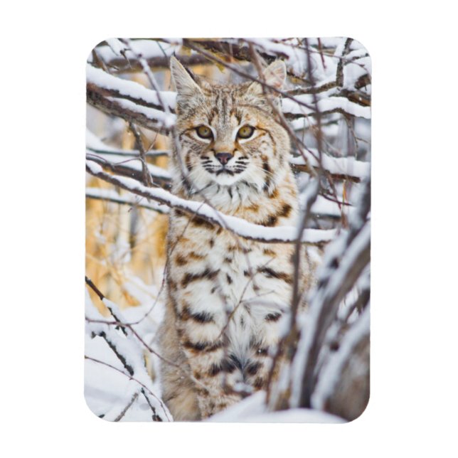 Íman EUA, Wyoming, Bobcat (Vertical)