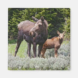 Íman EUA, Wyoming, Montanhas Bighorn, alce Alces