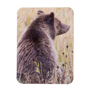 Íman EUA, Wyoming, Parque Nacional de Yellowstone, Griz