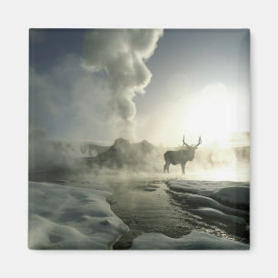 Íman EUA, Wyoming, Parque Nacional de Yellowstone. Nasc