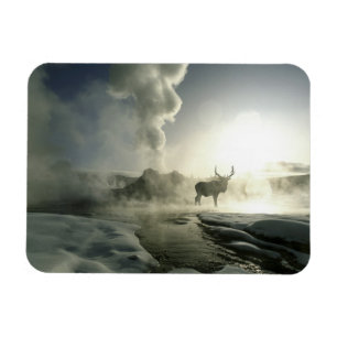 Íman EUA, Wyoming, Parque Nacional de Yellowstone. Nasc