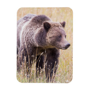 Íman EUA, Wyoming, Parque Nacional de Yellowstone, Urso