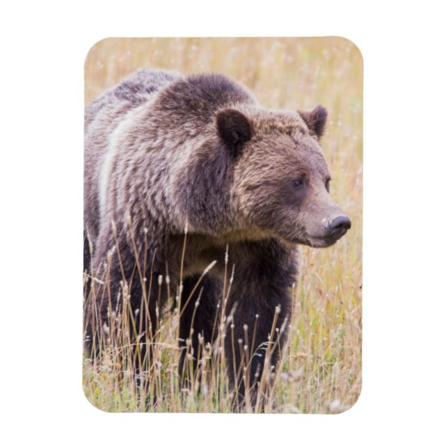 Íman EUA, Wyoming, Parque Nacional de Yellowstone, Urso (Vertical)