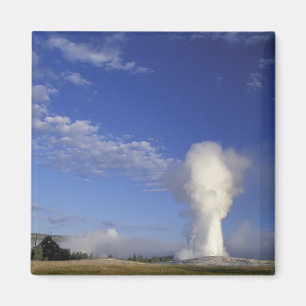 Íman EUA, Wyoming. Parque Nacional de Yellowstone. Velh