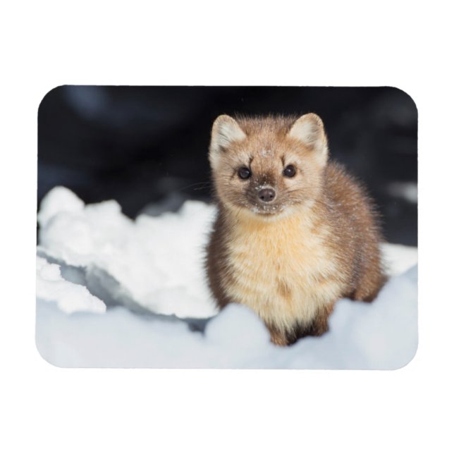 Íman EUA, Wyoming, Parque Nacional Yellowstone (Horizontal)