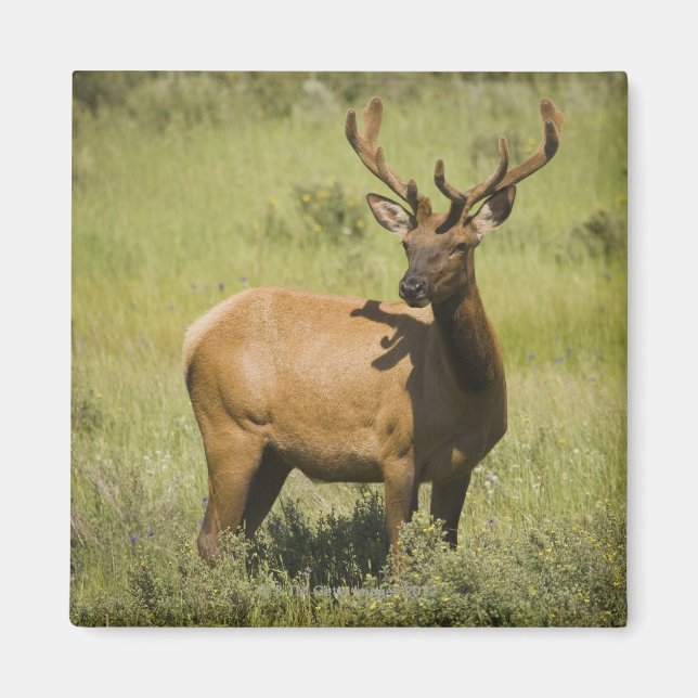 Íman EUA, Wyoming, Parque Nacional Yellowstone, Elk (Frente)
