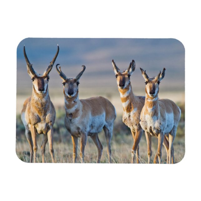 Íman EUA, Wyoming, Quatro antílopes machos (Horizontal)