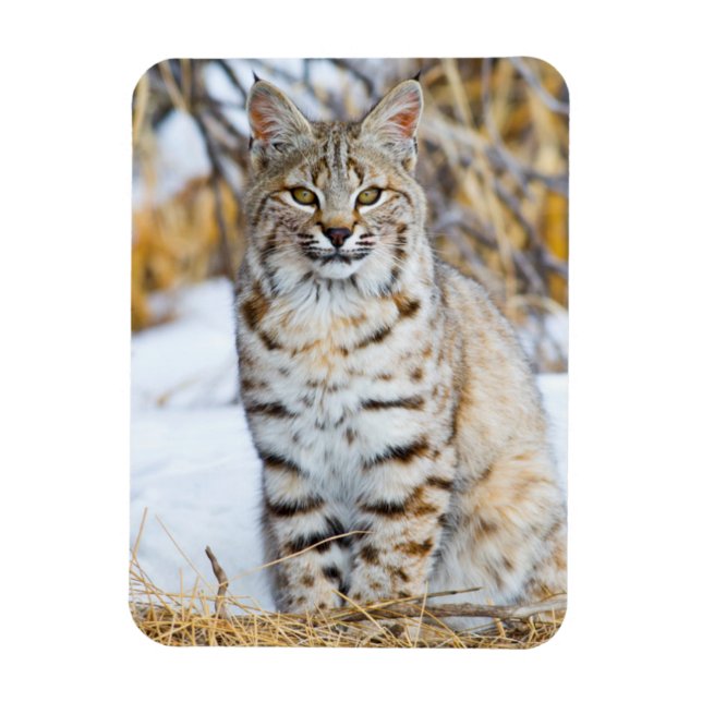 Íman EUA, Wyoming, Retrato de Bobcat (Vertical)