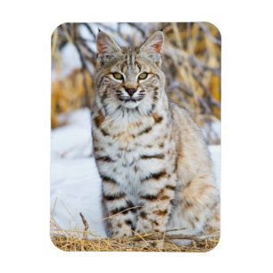 Íman EUA, Wyoming, Retrato de um lince-vermelho
