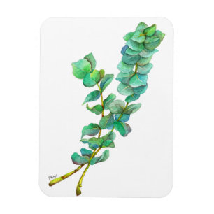 Íman Eucalyptus 01