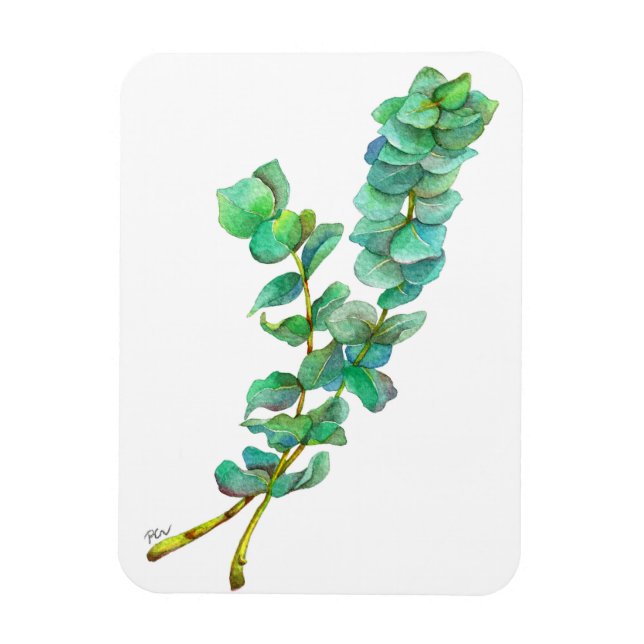 Íman Eucalyptus 01 (Vertical)