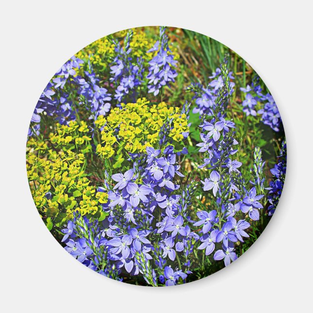 Íman Euphorbia E Veronica (Frente)