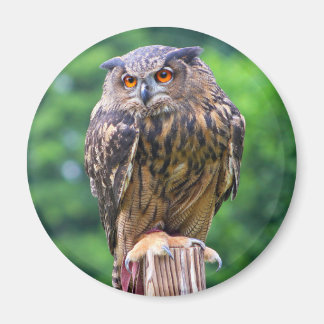 Íman Eurasian Eagle Owl