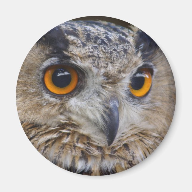 Íman Eurasian Eagle Owl (Frente)