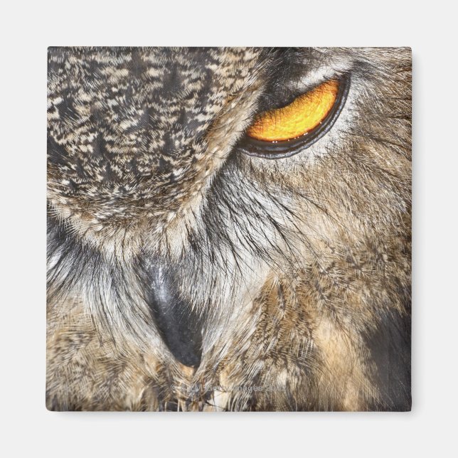 Íman Eurasian Eagle Owl (Bubo bubo) (Frente)
