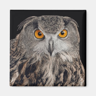 Íman Eurasian Eagle Owl Magnet
