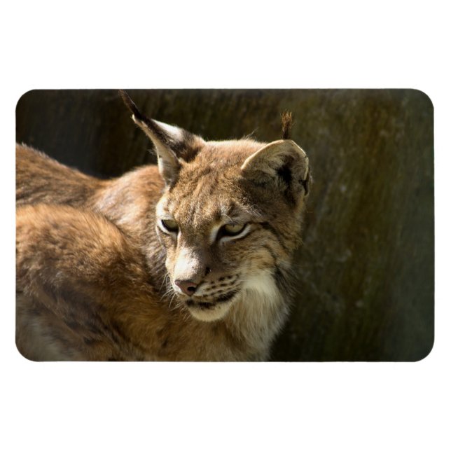 Íman Eurasian Lynx (Horizontal)
