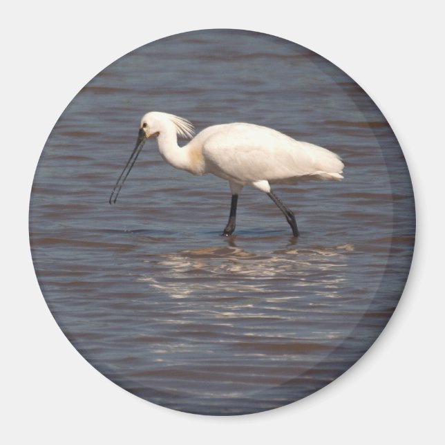 Íman Eurasian Spoonbill (Frente)