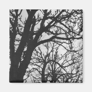 Íman Europa, França, Paris. Árvores de inverno, Marco