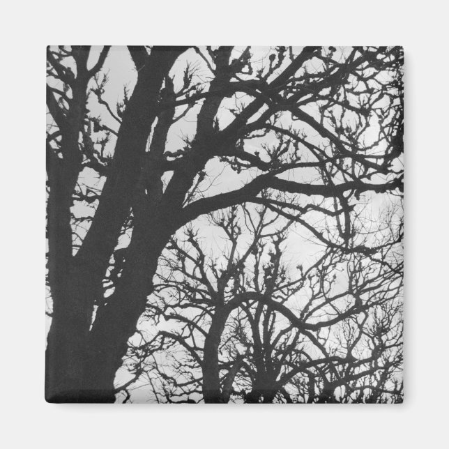 Íman Europa, França, Paris. Árvores de inverno, Marco (Frente)