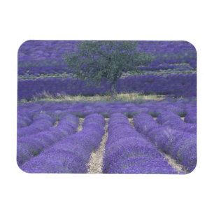 Íman Europa, França, Provença, Sault, Campos de lavanda