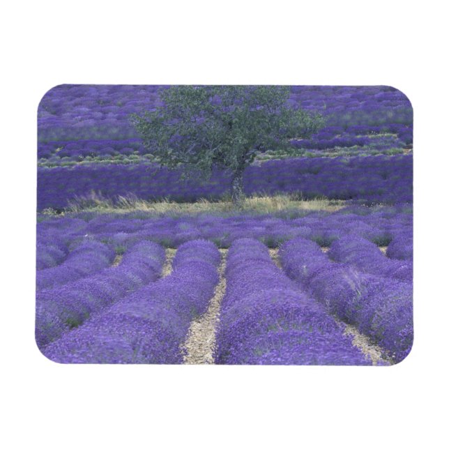 Íman Europa, França, Provença, Sault, Campos de lavanda (Horizontal)