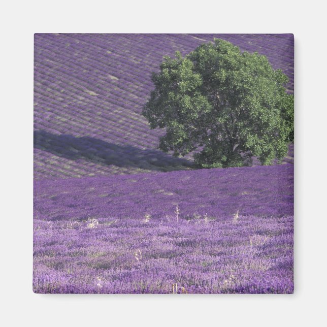 Íman Europa, França, Provença, Sault, Campos de lavanda (Frente)