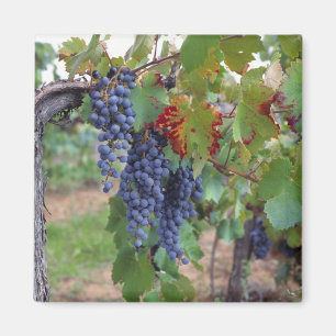 Íman Europa, França, Roussillon. Vinhas, com