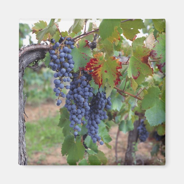 Íman Europa, França, Roussillon. Vinhas, com (Frente)