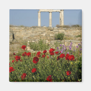 Íman Europa, Grécia, Cíclades, Delos. Ruínas de coluna.