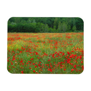 Íman Europa, Itália, Toscana, papoilas vermelhas no ca