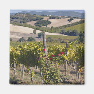 Íman Europa, Itália, Úmbria, perto de Montefalco, Vinha