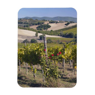 Íman Europa, Itália, Úmbria, perto de Montefalco, Vinha