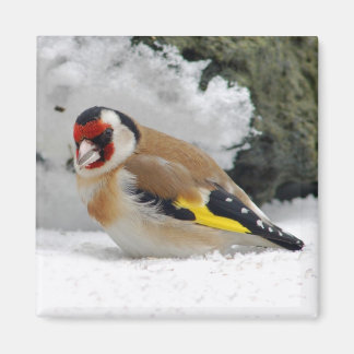 Íman Europeu Goldfinch em imã de neve