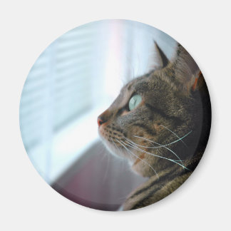 Íman Evey, o Gatinho contempla lá fora