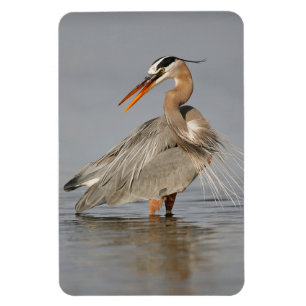 Íman Excelente Azul Heron Twisting 4x6 Magnet
