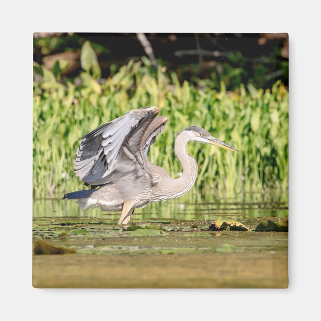 Íman Excelente Blue Heron (Frente)