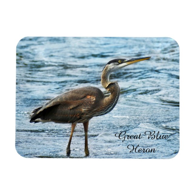 Íman Excelente Blue Heron (Horizontal)