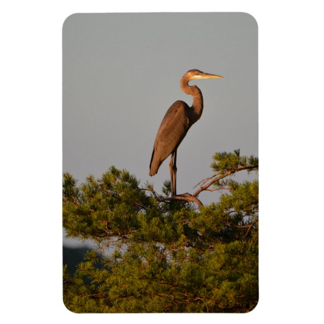 Íman Excelente Blue Heron Bird Nature (Vertical)
