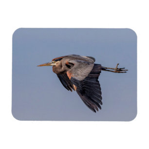 Íman Excelente Blue Heron em voo