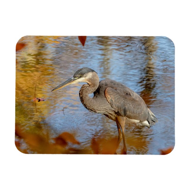 Íman Excelente Blue Heron enquadrado com folhagem de ou (Horizontal)