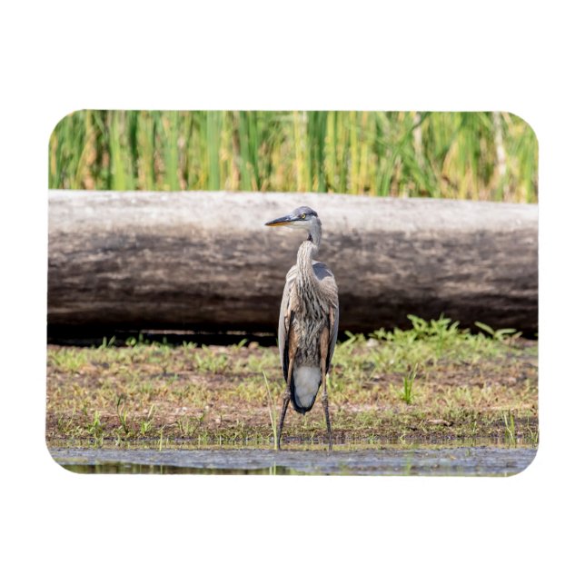 Íman Excelente Blue Heron no lago Champlain (Horizontal)