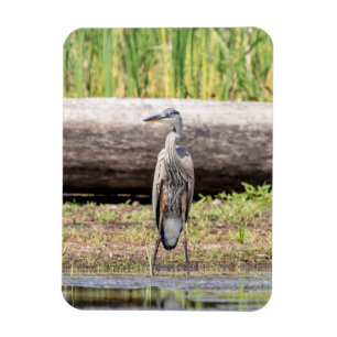 Íman Excelente Blue Heron no lago Champlain