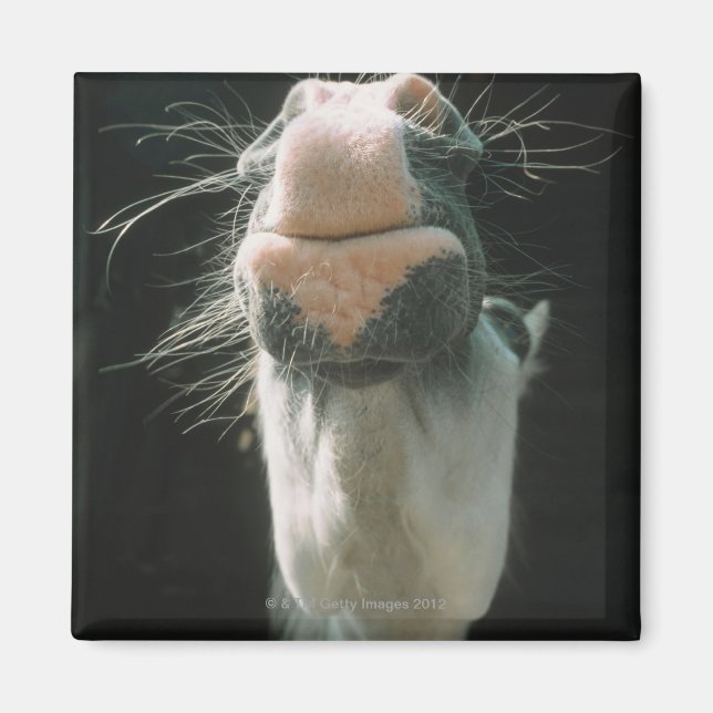 Íman Excelente Britian (Frente)