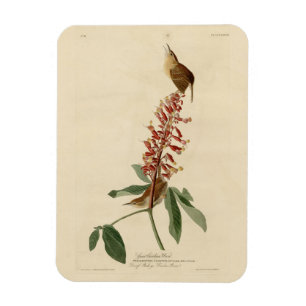 Íman Excelente Carolina Wren - As Aves da América de Au