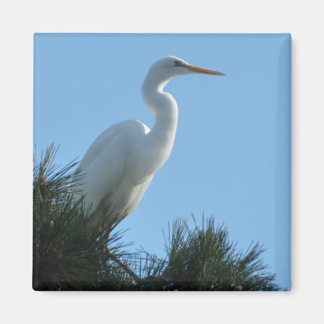 Íman Excelente Egret em Sunny Florida (Frente)