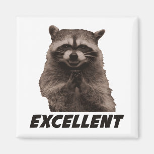 Íman Excelente Mau Plotting Raccoon