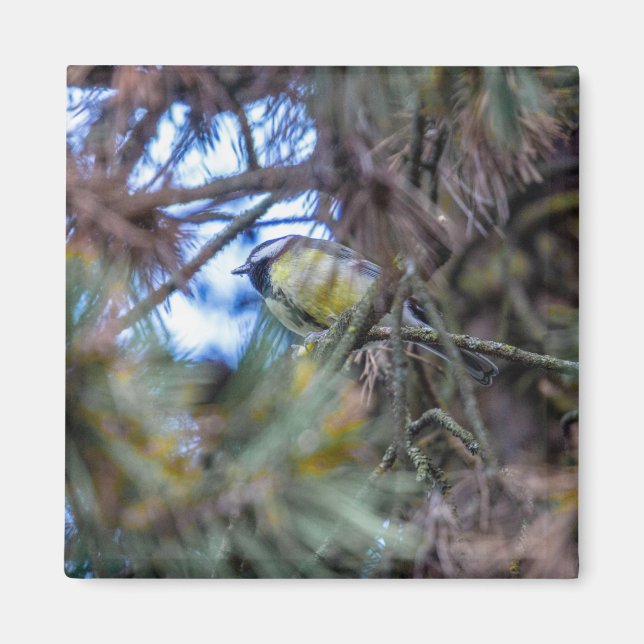 Íman Excelente (Parus major) (Frente)