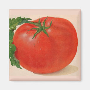 Íman excelente tomate suculento